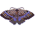 05 dark pixel moth