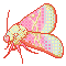 02 schina florida moth