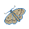 03 idaea biselata moth