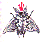 10 dancing scribble moth